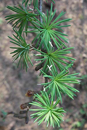 Larix decidua \ Europische Lrche / European Larch, D Odenwald, Oberabtsteinach 16.4.2007