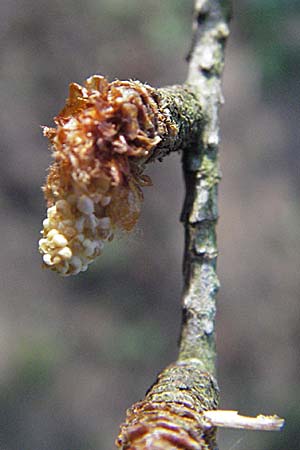 Larix decidua \ Europische Lrche / European Larch, D Odenwald, Oberabtsteinach 16.4.2007