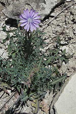 Lactuca perennis \ Blauer Lattich / Blue Lettuce, D Karlstadt 30.4.2007