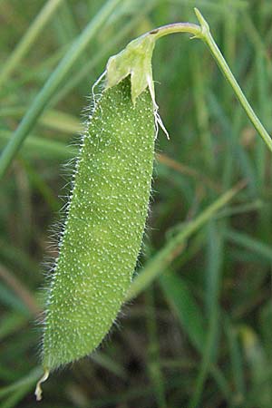 Lathyrus hirsutus \ Behaartfrchtige Platterbse / Hairy Vetchling, D Neuleiningen 12.6.2007