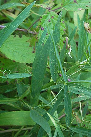 Lathyrus sylvestris \ Wald-Platterbse / Narrow-Leaved Flat Pea, D Germersheim-Lingenfeld 30.7.2007