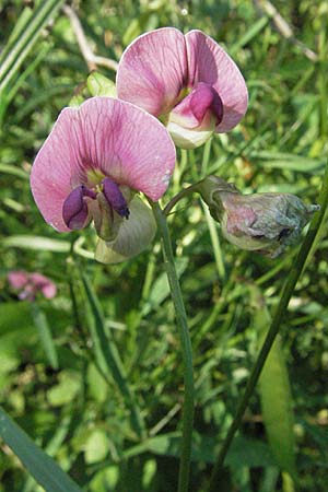 Lathyrus sylvestris \ Wald-Platterbse / Narrow-Leaved Flat Pea, D Germersheim-Lingenfeld 30.7.2007