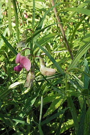 Lathyrus sylvestris \ Wald-Platterbse / Narrow-Leaved Flat Pea, D Germersheim-Lingenfeld 30.7.2007