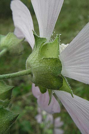 Malva thuringiaca \ Thringer Strauchpappel / Thuringian Mallow, D Babenhausen 11.8.2007