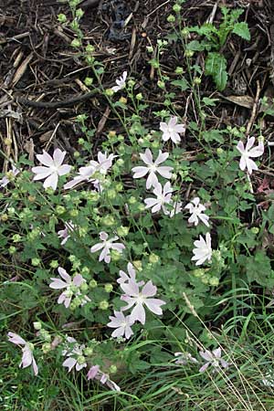 Malva thuringiaca \ Thringer Strauchpappel / Thuringian Mallow, D Babenhausen 11.8.2007