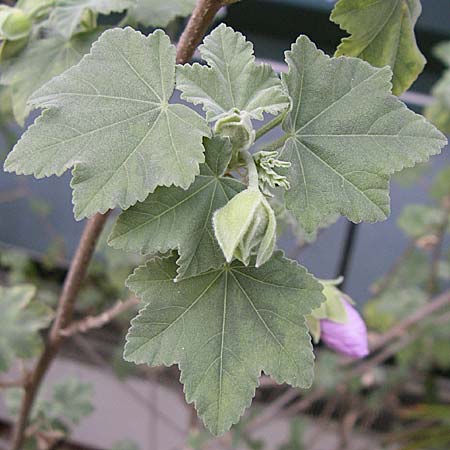 Malva subovata \ Strand-Strauchpappel / Sea Mallow, D Weinheim an der Bergstra&szlig;e, Botan. Gar.  Hermannshof 31.3.2008