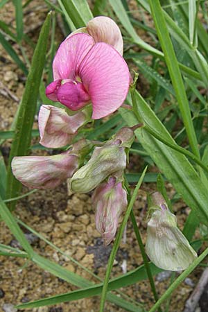 Lathyrus sylvestris \ Wald-Platterbse / Narrow-Leaved Flat Pea, D Sasbach am Kaiserstuhl 23.8.2008