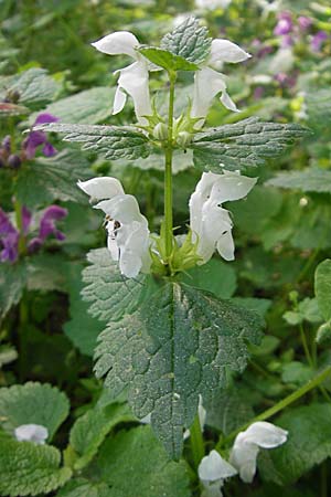 Lamium maculatum \ Gefleckte Taubnessel / Spotted Dead-Nettle, D Schweinfurt 25.4.2009