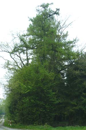 Larix kaempferi \ Japanische Lrche / Japanese Larch, D Warburg 26.4.2014