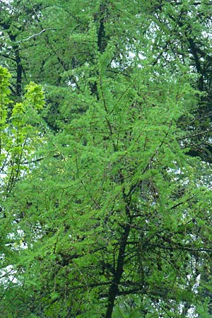 Larix kaempferi \ Japanische Lrche / Japanese Larch, D Warburg 26.4.2014