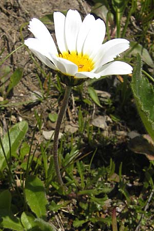 Leucanthemopsis alpina \ Alpen-Margerite, D Oberstdorf 22.6.2011