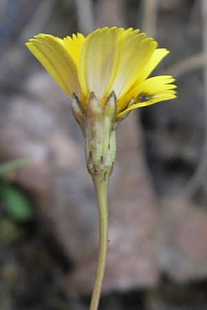Leontodon saxatilis \ Nickender Lwenzahn / Lesser Hawkbit, Hairy Hawkbit, D Hanhofen 20.10.2011