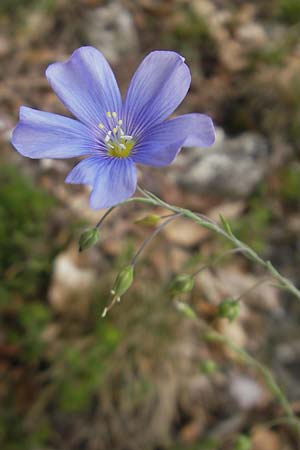Linum leonii \ Lothringer Lein / French Flax, D Solnhofen 5.6.2012