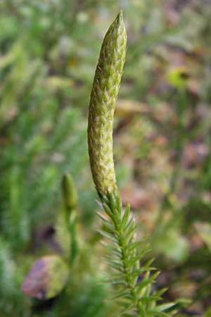 Lycopodium annotinum \ Wald-Brlapp / Interrupted Clubmoss, D Odenwald, Erbach 6.10.2012