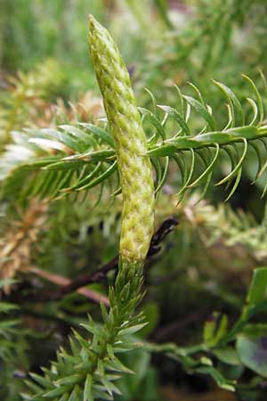 Lycopodium annotinum \ Wald-Brlapp / Interrupted Clubmoss, D Odenwald, Erbach 6.10.2012