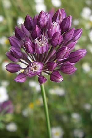 Allium rotundum \ Kugeliger Lauch / Sand Leek, D Mannheim 20.6.2013