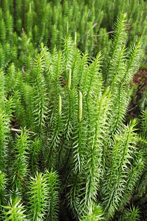 Lycopodium annotinum \ Wald-Brlapp / Interrupted Clubmoss, D Schwarzwald/Black-Forest, Hornisgrinde 30.7.2013