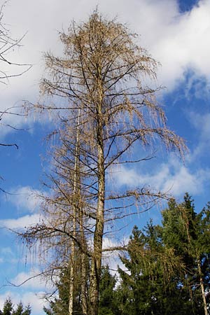 Larix decidua \ Europische Lrche / European Larch, D Odenwald, Löhrbach 23.2.2014