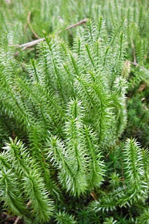 Lycopodium annotinum \ Wald-Brlapp / Interrupted Clubmoss, D Odenwald, Hammelbach 23.3.2014