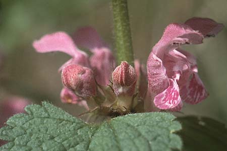 Lamium maculatum \ Gefleckte Taubnessel / Spotted Dead-Nettle, D Bamberg 1.5.1983