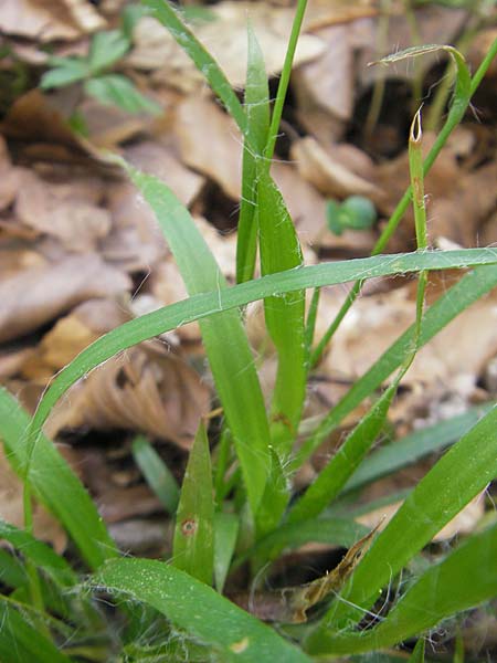 Luzula x borreri \ Hybrid-Hainsimse / Wood-Rush Hybrid, D Bruchsal 9.4.2011