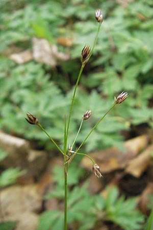 Luzula x borreri \ Hybrid-Hainsimse / Wood-Rush Hybrid, D Bruchsal 9.4.2011