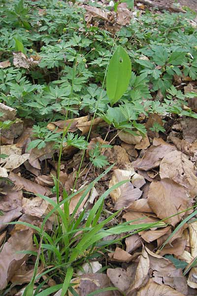 Luzula x borreri, Wood-Rush Hybrid Luzula x borreri, Wood-Rush Hybrid