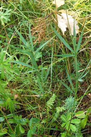 Lathyrus bauhini \ Schwert-Platterbse / Bauhin's Vetchling, D Hechingen 8.7.2014