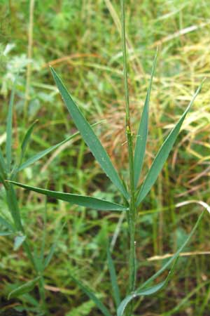Lathyrus bauhini \ Schwert-Platterbse / Bauhin's Vetchling, D Hechingen 8.7.2014