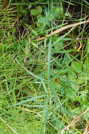 Lathyrus bauhini \ Schwert-Platterbse / Bauhin's Vetchling, D Hechingen 8.7.2014