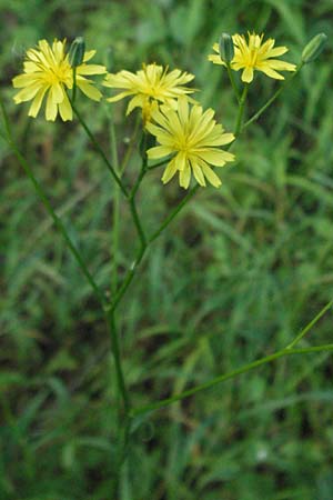 Lapsana communis subsp. communis \ Gemeiner Rainkohl / Nipplewort, D Ketsch 6.6.2006