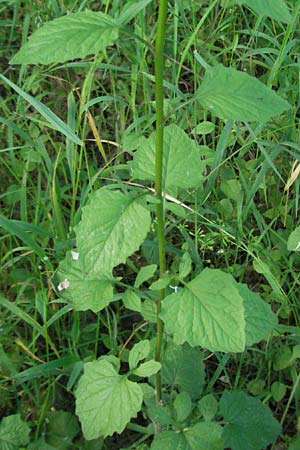 Lapsana communis subsp. communis \ Gemeiner Rainkohl / Nipplewort, D Ketsch 6.6.2006