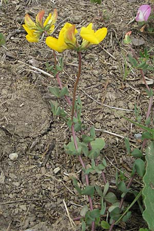 Lotus corniculatus \ Gewhnlicher Hornklee / Bird's-Foot Deervetch, D Buchen 7.7.2007
