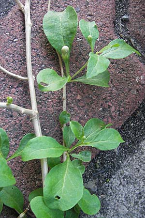 Lycium chinense \ Chinesischer Bocksdorn / China Tea-Plant, D Mannheim 31.7.2009