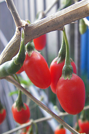 Lycium chinense \ Chinesischer Bocksdorn / China Tea-Plant, D Mannheim 31.7.2009