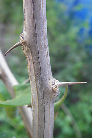 Lycium chinense \ Chinesischer Bocksdorn / China Tea-Plant, D Mannheim 31.7.2009