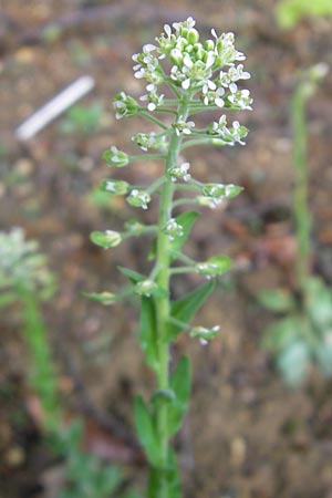 Lepidium campestre \ Feld-Kresse / Field Pepperwort, D Neuburg an der Donau 6.5.2012