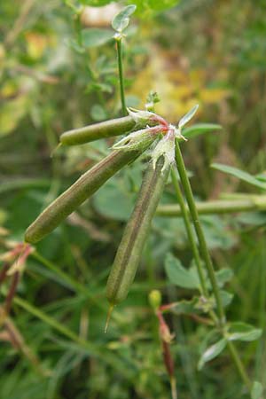 Lotus corniculatus \ Gewhnlicher Hornklee / Bird's-Foot Deervetch, D Mannheim 16.7.2012