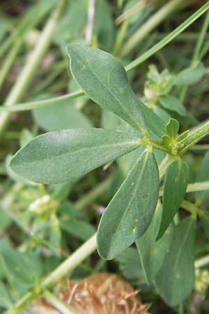 Lotus corniculatus \ Gewhnlicher Hornklee / Bird's-Foot Deervetch, D Mannheim 16.7.2012