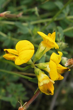 Lotus corniculatus \ Gewhnlicher Hornklee / Bird's-Foot Deervetch, D Mannheim 16.7.2012