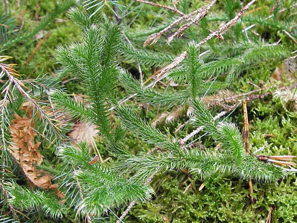 Lycopodium clavatum \ Keulen-Brlapp / Stag's-Horn Clubmoss, Common Clubmoss, D Odenwald, Erbach 6.10.2012