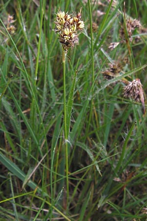 Luzula campestris \ Feld-Hainsimse, Hasenbrot / Field Wood-Rush, D Pfalz, Speyer 3.5.2013