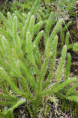 Lycopodium clavatum \ Keulen-Brlapp / Stag's-Horn Clubmoss, Common Clubmoss, D Wetter 7.9.2013