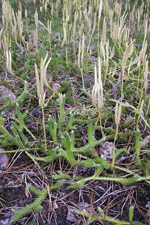 Lycopodium clavatum \ Keulen-Brlapp / Stag's-Horn Clubmoss, Common Clubmoss, D Wetter 7.9.2013