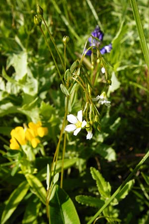 Linum catharticum \ Purgier-Lein / Fairy Flax, D Ketsch 16.5.2014