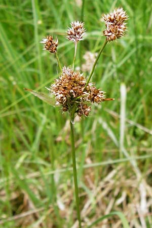 Luzula congesta \ Gedrngte Hainsimse, Kopfige Hainsimse / Spike Wood-Rush, D Odenwald, Erbach 30.5.2014