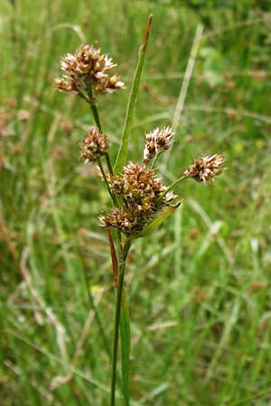 Luzula congesta \ Gedrngte Hainsimse, Kopfige Hainsimse / Spike Wood-Rush, D Odenwald, Erbach 30.5.2014
