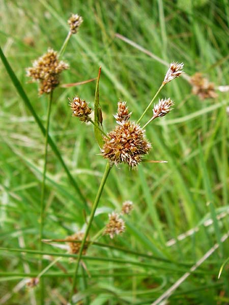 Luzula congesta \ Gedrngte Hainsimse, Kopfige Hainsimse / Spike Wood-Rush, D Odenwald, Erbach 30.5.2014