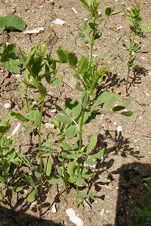 Vicia lens \ Linse / Lentil, D Pappenheim 19.6.2014