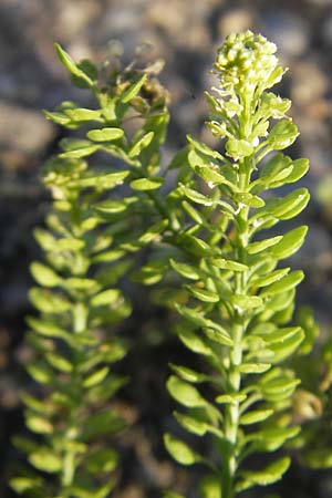 Lepidium densiflorum \ Dichtbltige Kresse / Common Pepperweed, D Heidelberg 26.5.2011